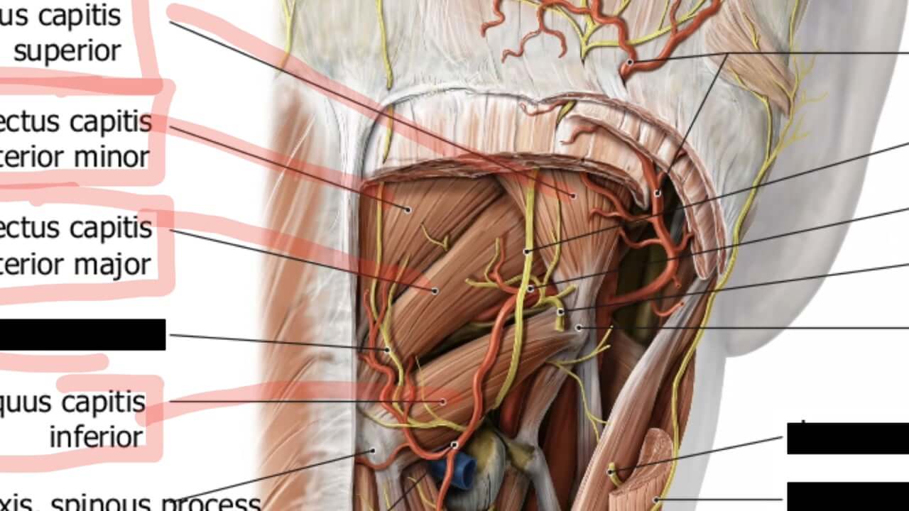 Sub-Occiptial Mobilization - [P]rehab